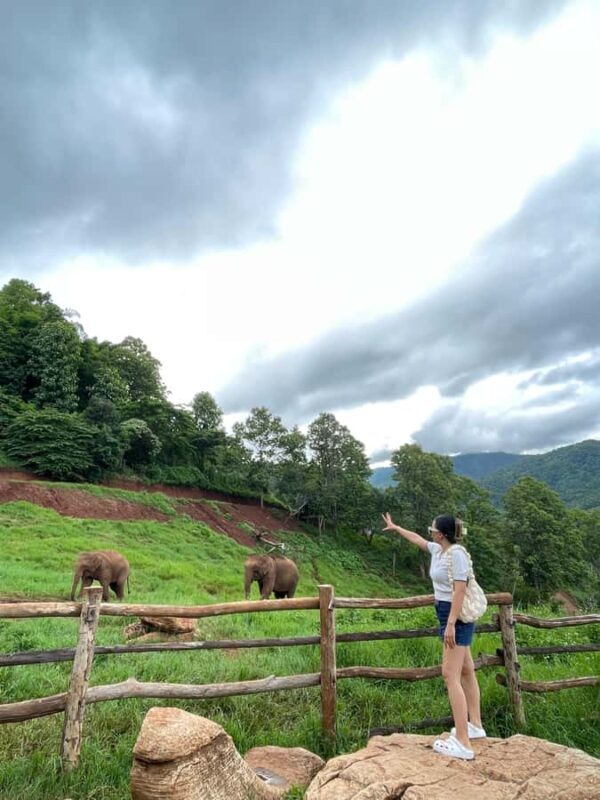 Elefin Farm & Cafe Half-day tour with Private Car - Authentic Experiences from Reviewers