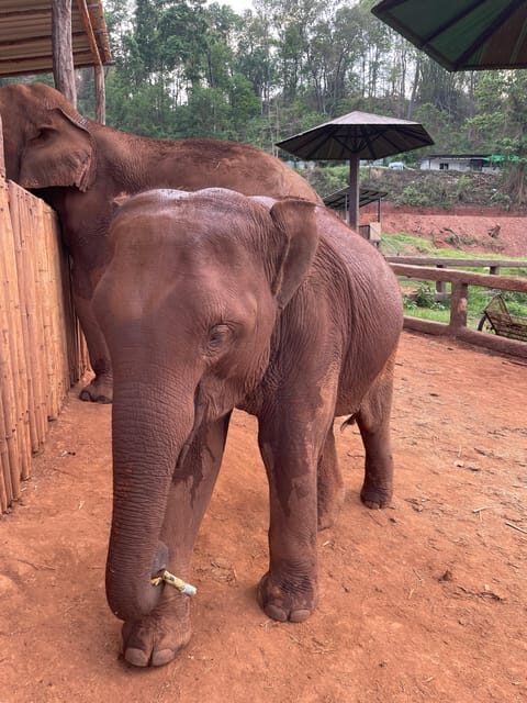 Elefin Farm & Cafe Half-day tour with Private Car - FAQ