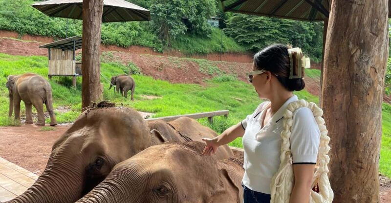 elefin-farm-cafe-half-day-tour-with-private-car