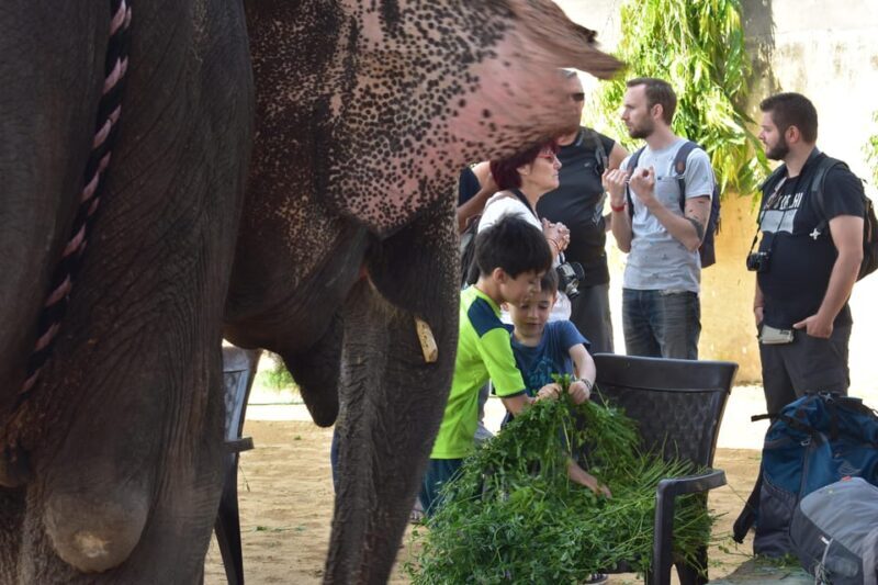 Elefun Best Elephant Sanctuary in Jaipur - The Best for Who?