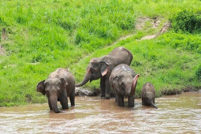 Elephant Care and Sticky Waterfalls (Bua Thong Waterfalls) Tour - Key Points
