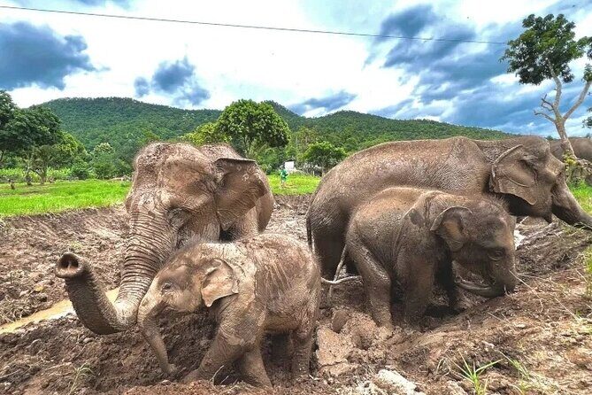 Elephant Care and Sticky Waterfalls (Bua Thong Waterfalls) Tour - The Sum Up