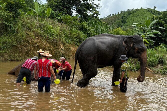 Elephant Care & Bathing Chiang Rai - Transport, Group Size, and Price: What Matters