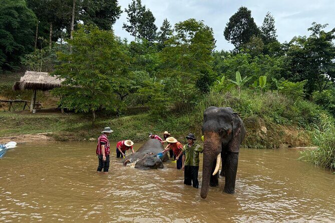 Elephant Care & Bathing Chiang Rai - Who Should Consider This Tour?