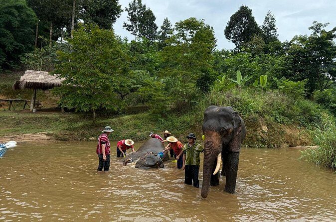Elephant Care & Bathing Chiang Rai - FAQ