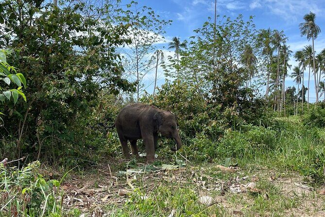 Elephant Care Experience - The Sum Up