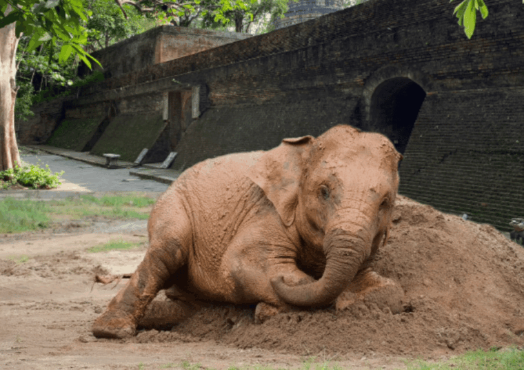elephant-care-with-wat-umong-doi-suthep-and-night-city-view