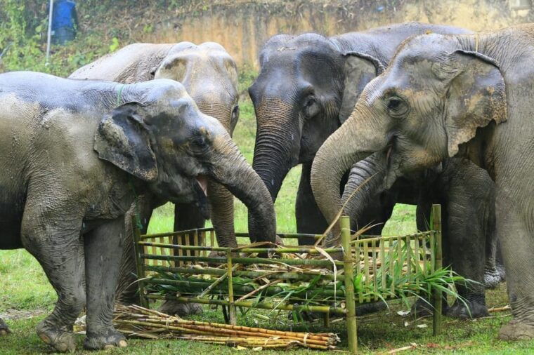 elephant-care-with-wat-umong-doi-suthep-and-night-city-view