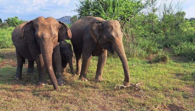 Elephant Corridor: Hurulu Eco Park Safari from Sigiriya - What Makes This Safari Stand Out?