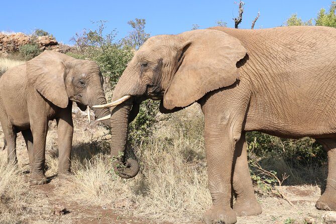 Elephant Experience & Lesedi Cultural Village - What’s Included and What to Expect