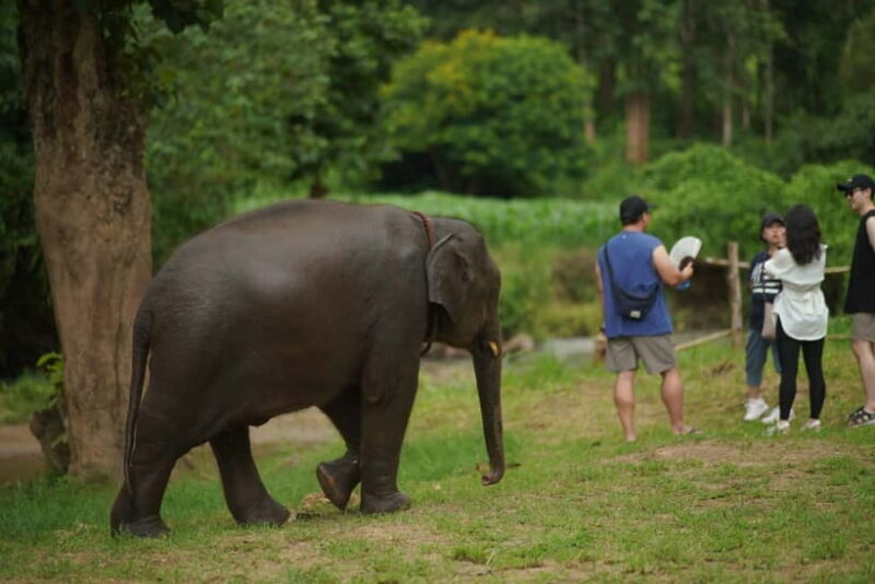 Elephant Habitat Park Feeding Entry & Rafting Van Transfer - Final Thoughts