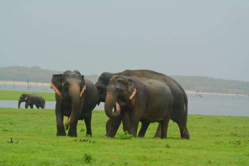 elephant-jeep-safari-at-minneriya-national-park