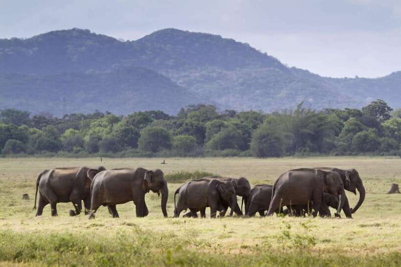 elephant-jeep-safari-at-minneriya-national-park