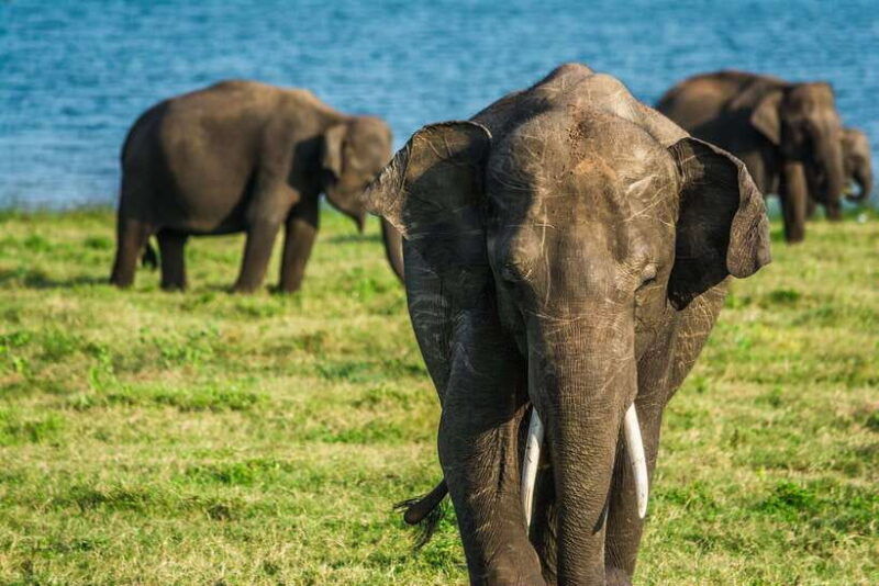 elephant-jeep-safari-at-minneriya-national-park