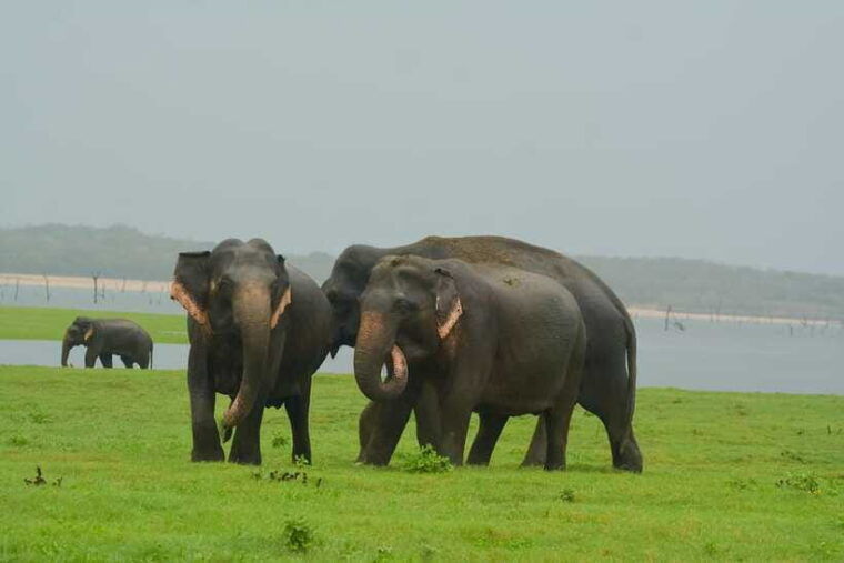 elephant-jeep-safari-at-minneriya-national-park