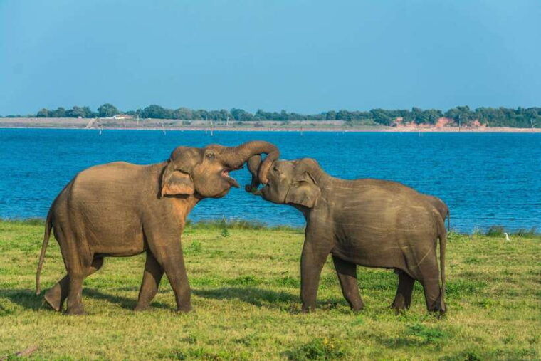 elephant-jeep-safari-at-minneriya-national-park