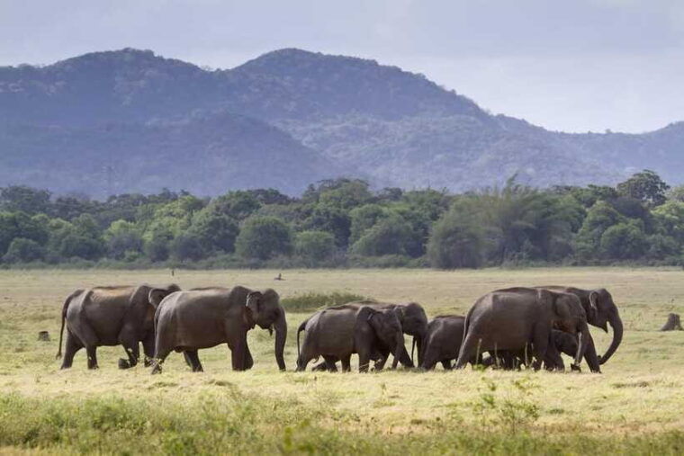 elephant-jeep-safari-at-minneriya-national-park