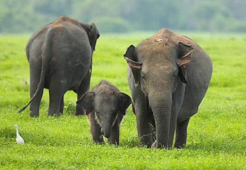 Elephant Migration Safari at Hurulu Eco Park - Elephant Migration Safari at Hurulu Eco Park