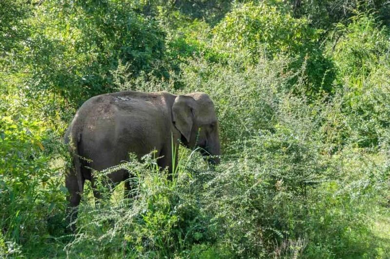 Elephant Migration Safari at Hurulu Eco Park - Key Points