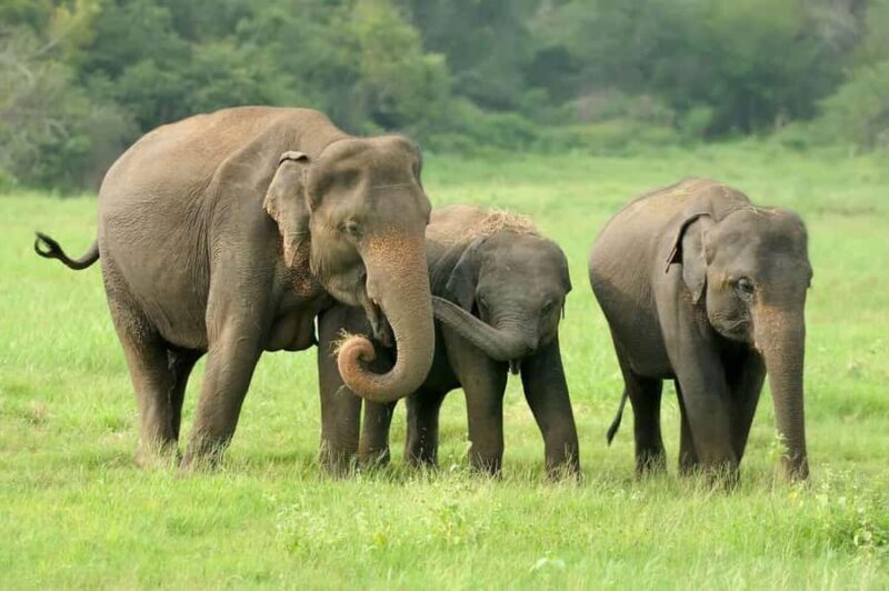 Elephant Migration Safari at Hurulu Eco Park - Who Will Love This Safari?