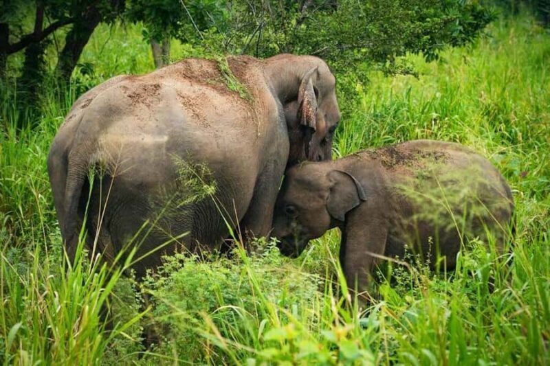 Elephant Migration Safari at Hurulu Eco Park - FAQ