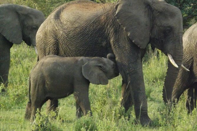 Elephant Orphanage and Giraffe Center Nairobi Day Tour - Key Points