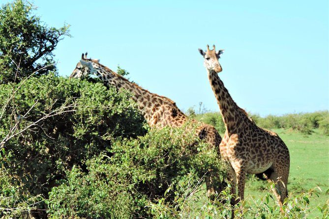 Elephant Orphanage and Giraffe Center Nairobi Day Tour - What Makes This Tour Stand Out
