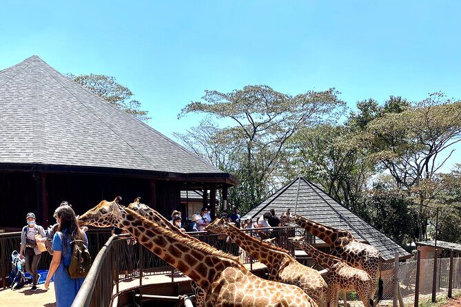 Elephant Orphanage and Giraffe Center Nairobi Day Tour - What Reviewers Say