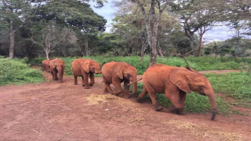Elephant Orphanage and Giraffe Center Tour - Introduction: A Well-Rounded Day in Nairobi