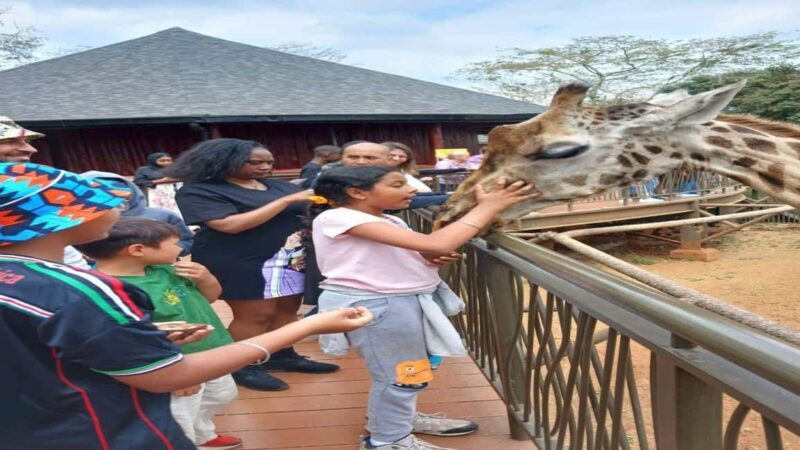 Elephant Orphanage and Giraffe Center Tour - A Closer Look at the Itinerary