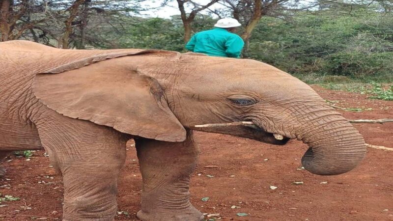 Elephant Orphanage and Giraffe Center Tour - Who Will Love This Tour?