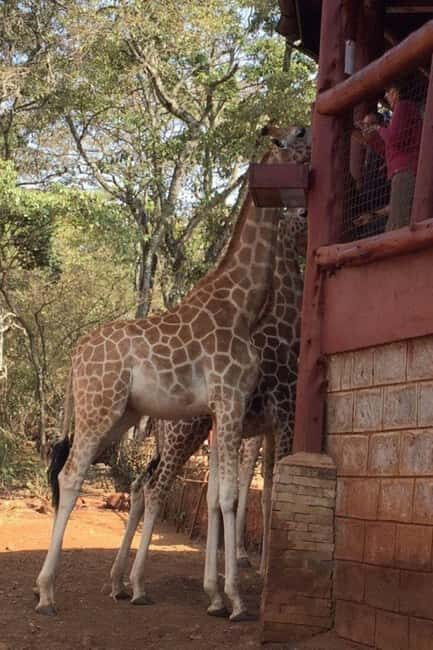 Elephant Orphanage and Giraffe Center Tour - The Sum Up: A Value-Packed Day of Wildlife and Culture