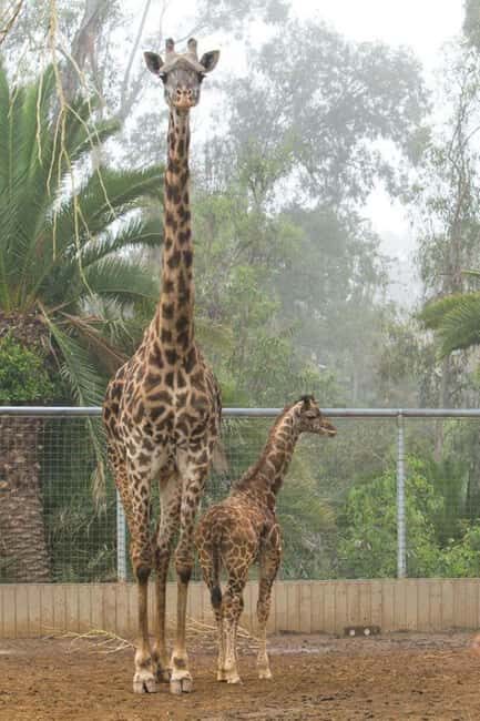 Elephant Orphanage and Giraffe Center Tour - FAQs
