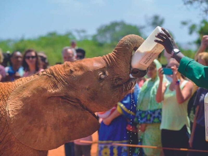 Elephant Orphanage and Karen Blixen Museum Day Tour - Key Points