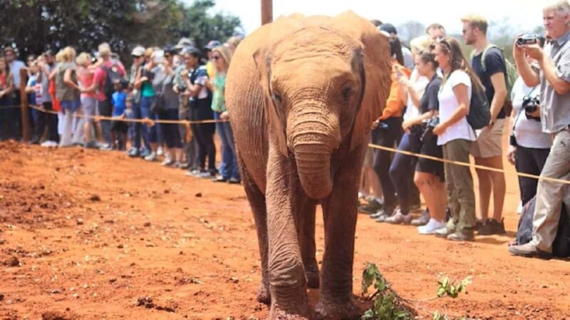 Elephant Orphanage and Karen Blixen Museum Day Tour - Exploring the Day in Detail