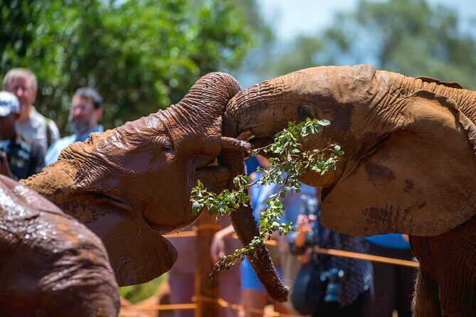 Elephant Orphanage, Giraffe Center & Bomas of Kenya Day Tour - Why This Tour Works