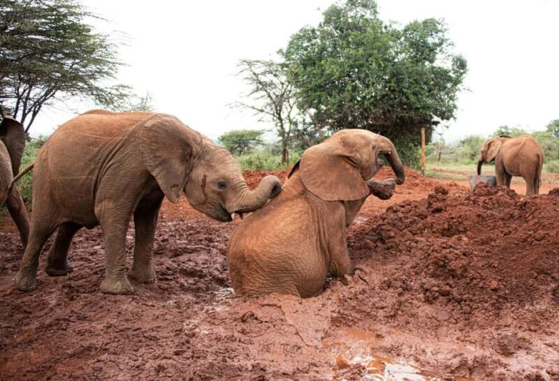 Elephant Orphanage & Giraffe Center Day Tour - Key Points