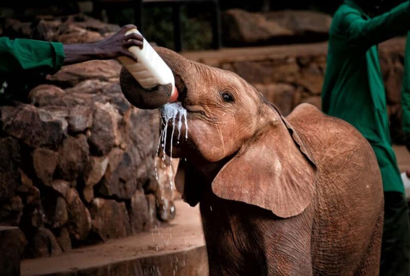Elephant Orphanage & Giraffe Center Day Tour - An In-Depth Look at the Elephant Orphanage & Giraffe Center Day Tour