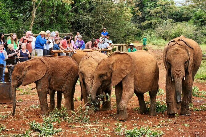 Elephant Orphanage, Giraffe Centre& optional Nairobi NationalPark - Who Is This Tour Best For?
