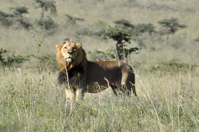 Elephant Orphanage, Giraffe Centre& optional Nairobi NationalPark - Final Thoughts