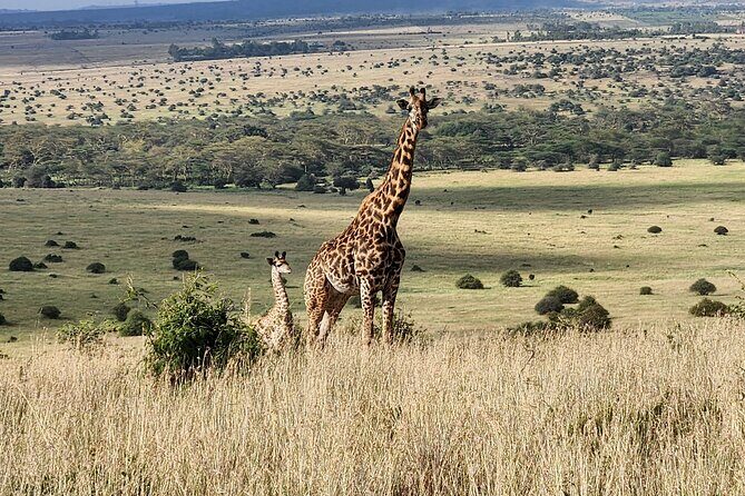 Elephant Orphanage, Giraffe Centre& optional Nairobi NationalPark - FAQs