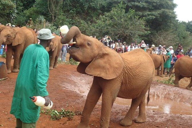 Elephant Orphanage & Giraffe Centre Tour - What Sets This Tour Apart?