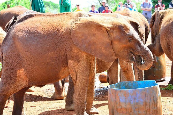 Elephant Orphanage & Giraffe Centre Tour - Who Would Love This Tour?