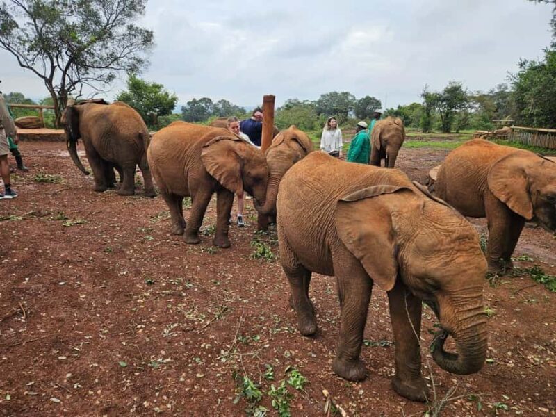Elephant Orphanage, Giraffee Center, Karen Blixxen Meseum - Key Points