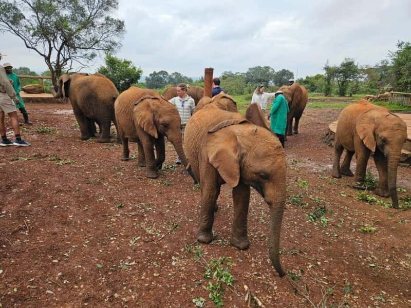 Elephant Orphanage, Giraffee Center, Karen Blixxen Meseum - An In-Depth Look at the Tour Itinerary