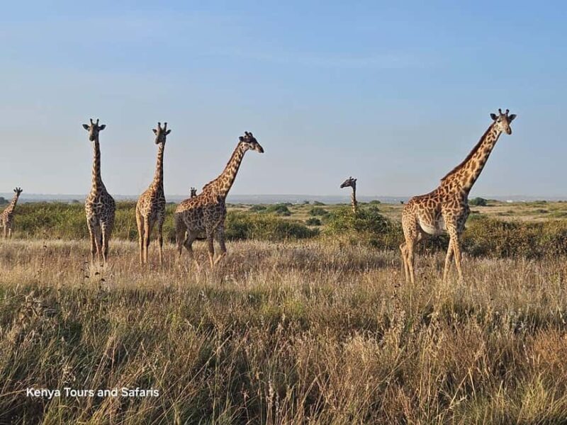 Elephant Orphanage, Giraffee Center, Karen Blixxen Meseum - What to Keep in Mind