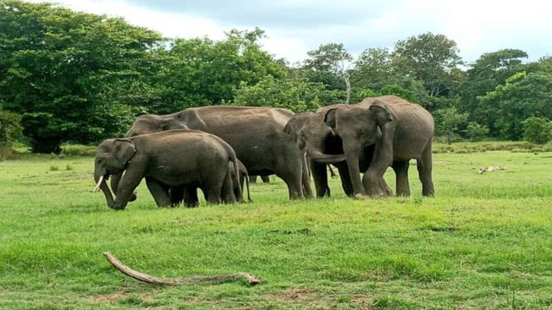 Elephant Safari Hurulu Eco park - Who Will Love This Experience?