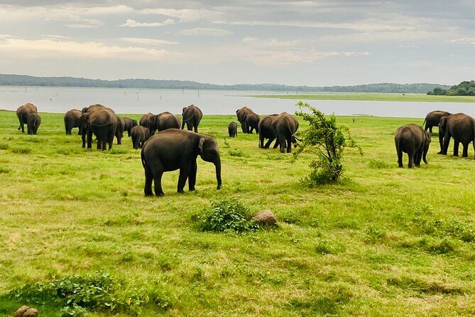 Elephant Safari in Minneriya/Kaudulla & Eco National Park - Who Should Consider This Tour?