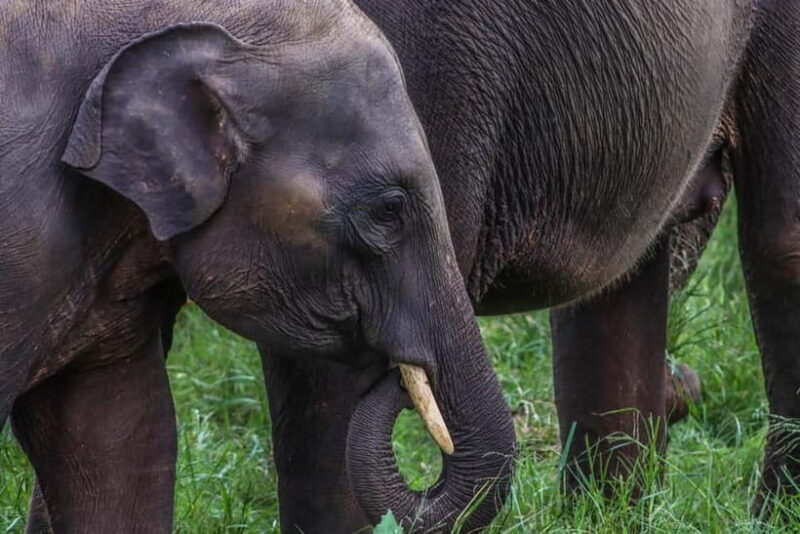 Elephant safari: Minneriya national park elephant safari - An In-Depth Look at the Minneriya Elephant Safari Experience