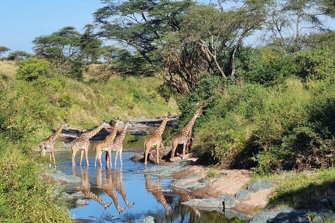 Elephant Safari Tanzania 4 Days **Sustainable Approach to Travel - What’s Included and What’s Not?